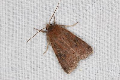 <i>Xestia xanthographa</i>