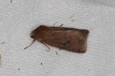 <i>Xestia xanthographa</i>