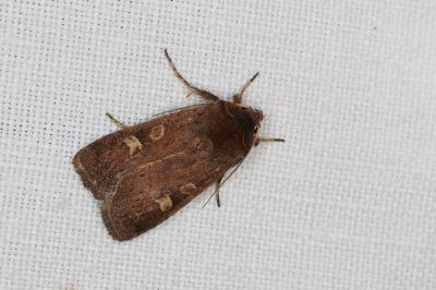 <i>Xestia xanthographa</i>