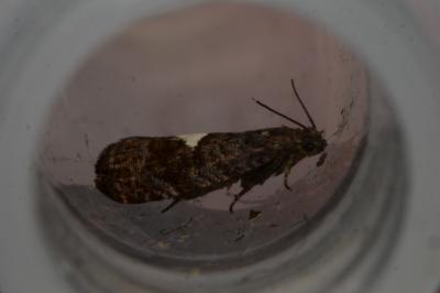 <i>Pammene spiniana</i>