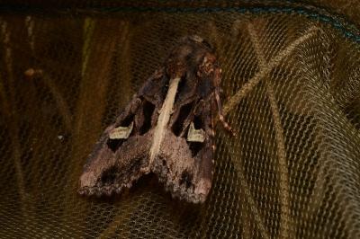 <i>Trigonophora flammea</i>
