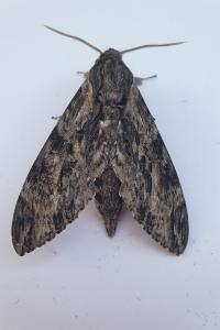 <i>Agrius convolvuli</i>