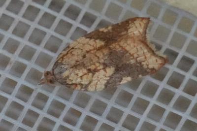 <i>Acleris rhombana</i>
