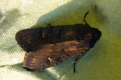 <i>Aporophyla nigra</i>