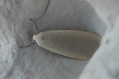<i>Collita griseola</i>