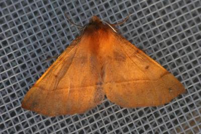 <i>Colotois pennaria</i>
