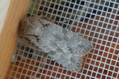 <i>Lithophane ornitopus</i>