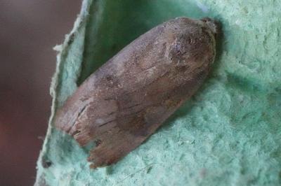 <i>Noctua janthe/janthina</i>