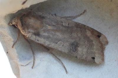 <i>Noctua pronuba</i>