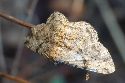 <i>Peribatodes rhomboidaria</i>