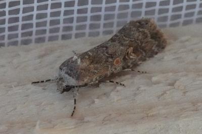 <i>Spodoptera exigua</i>