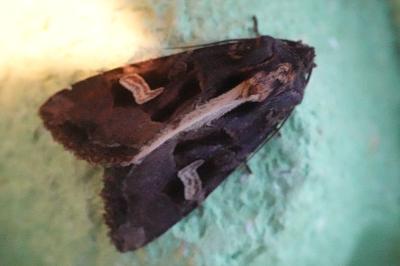 <i>Trigonophora flammea</i>