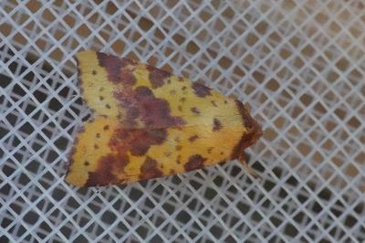 <i>Xanthia togata</i>