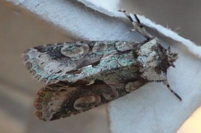 <i>Allophyes oxyacanthae</i>
