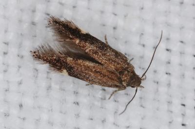 <i>Aproaerema anthyllidella</i>
