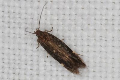 <i>Aproaerema anthyllidella</i>