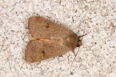 <i>Noctua comes</i>