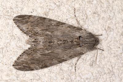 <i>Agrius convolvuli</i>