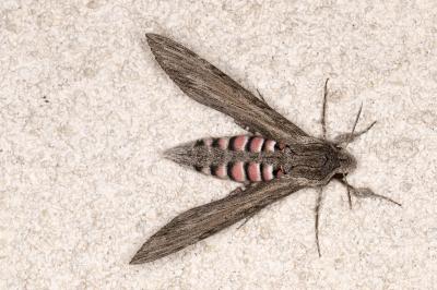 <i>Agrius convolvuli</i>