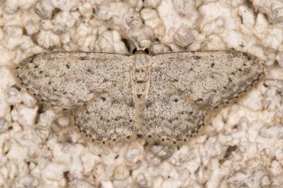 <i>Idaea seriata</i>