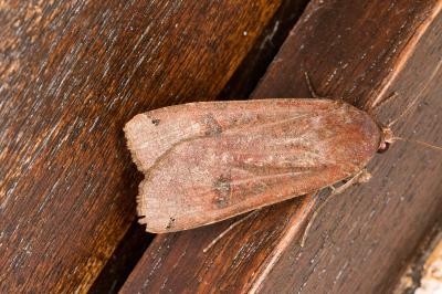<i>Noctua pronuba</i>