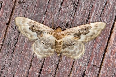 <i>Idaea rusticata</i>
