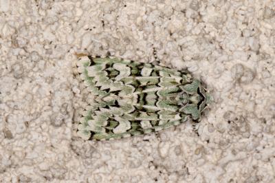 <i>Griposia aprilina</i>