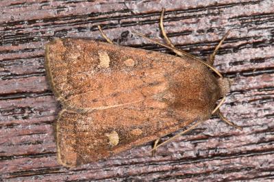 <i>Xestia xanthographa</i>