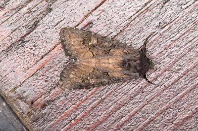 <i>Aporophyla nigra</i>