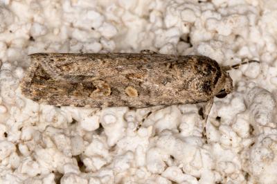 <i>Spodoptera exigua</i>
