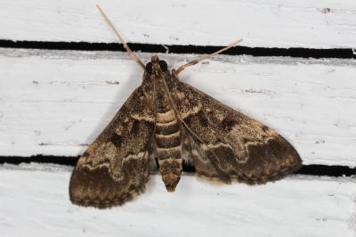 <i>Duponchelia fovealis</i>