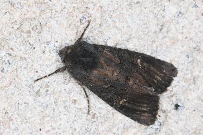 <i>Aporophyla nigra</i>