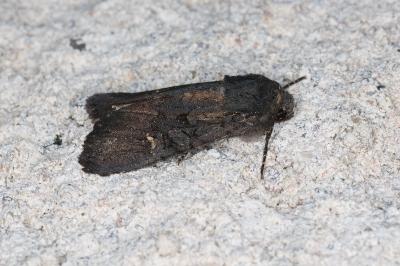 <i>Aporophyla nigra</i>