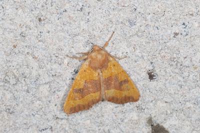 <i>Atethmia centrago</i>