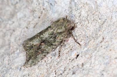 <i>Dryobotodes eremita</i>