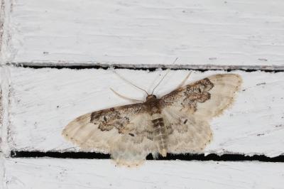 <i>Idaea rusticata</i>