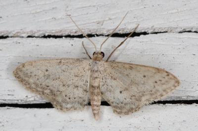 <i>Idaea seriata</i>