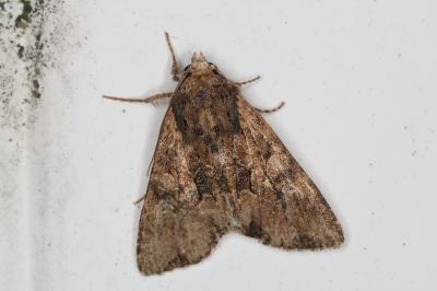 <i>Luperina testacea</i>