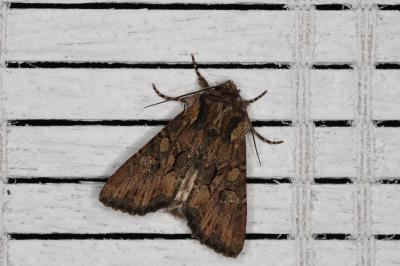 <i>Luperina testacea</i>