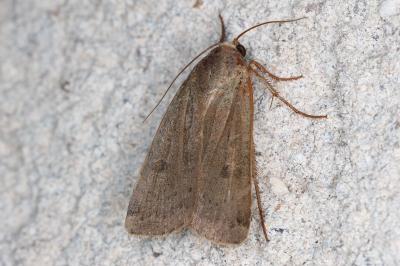 <i>Noctua comes</i>