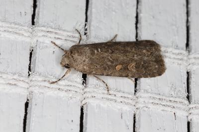 <i>Spodoptera exigua</i>