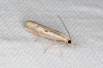 <i>Agriphila geniculea</i>