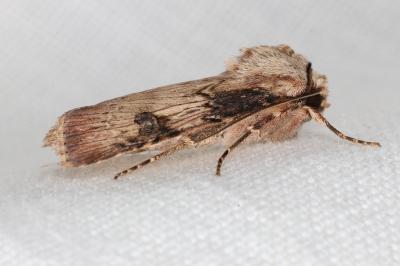 <i>Agrotis puta</i>
