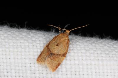 <i>Clepsis consimilana</i>