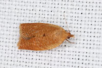 <i>Clepsis consimilana</i>