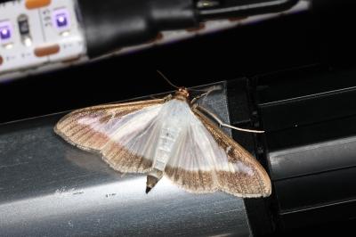 <i>Cydalima perspectalis</i>