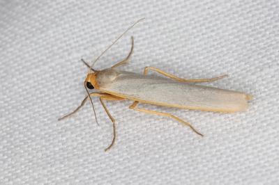 <i>Eilema caniola</i>