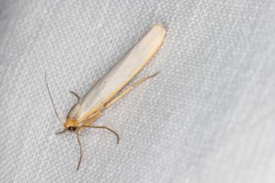<i>Eilema caniola</i>