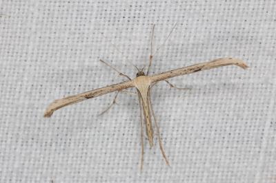 <i>Emmelina monodactyla</i>