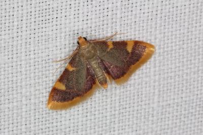 <i>Hypsopygia costalis</i>